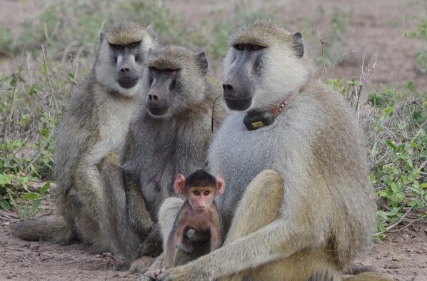 A group of three baboons and a baby sitting in the open, one baboon has a large tracking collar