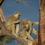 Two baboons in a tree, one is grooming the other