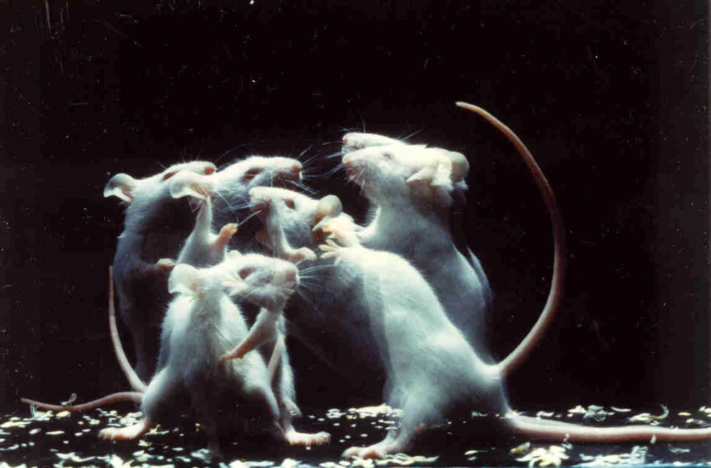 A group of mice fighting in front of a dark background