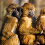 Three primates sitting close to each other in a line