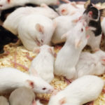 A large group of mice, two in the middle are standing on their hind legs facing each other