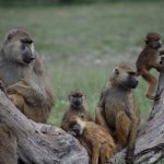 Picture of baboons.