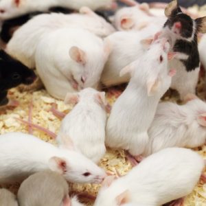 mice A large group of mice, two in the middle are standing on their hind legs facing each other